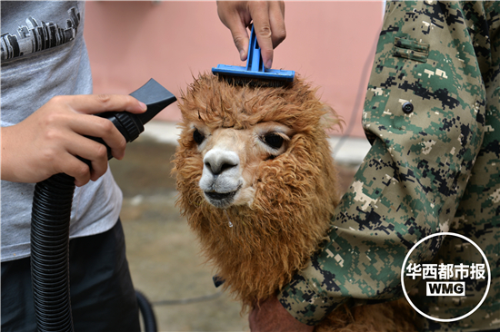 羊驼定居成都郫县 爱美又任性的小公举