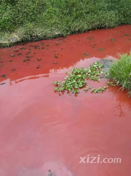 广东惠州现血河 网友喊环保局长来游泳|环保