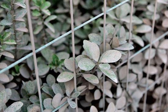 路邊綠化帶的植物被灰塵覆蓋