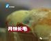 香雪儿月饼竟变“绿毛龟”！