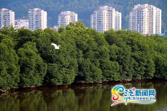 一只白鹭从白鹭公园红树林旁飞过。(三亚新闻网记者邓松摄)