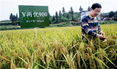 9月15日，杂交水稻国家重点实验室首席科学家邓启云在创造1000公斤亩产纪录的第四期超级稻品种“Y 两优900”种植基地。