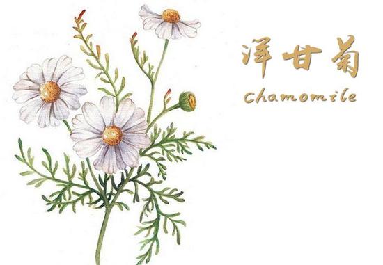 草本护肤品大盘点--打造娇花嫩草般的美肌