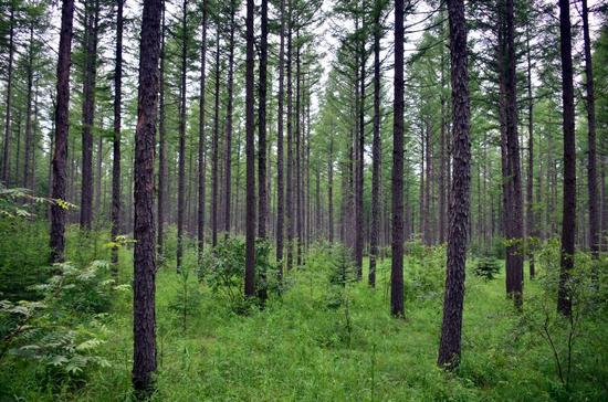 国有林场管护着我国最优质、最稳定、最完备的森林资源和生态系统%u3002摄影章轲