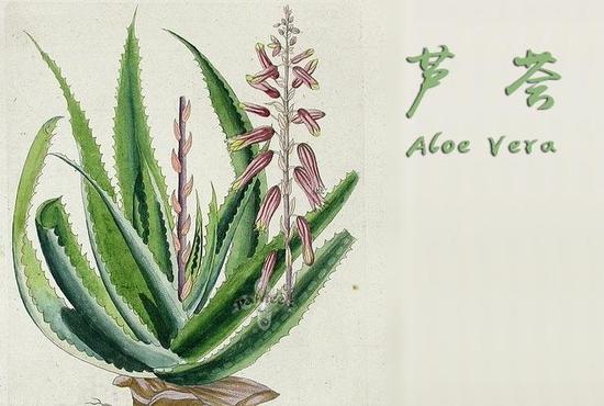 草本护肤品大盘点--打造娇花嫩草般的美肌|植物