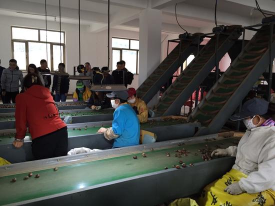 我和板栗有个约会--怀柔游玩攻略|国庆|怀柔|板