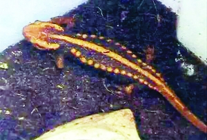 苏州小伙痴迷养怪宠被朋友举报:其中5只是国