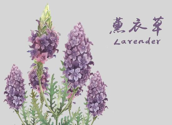 草本护肤品大盘点--打造娇花嫩草般的美肌|植物