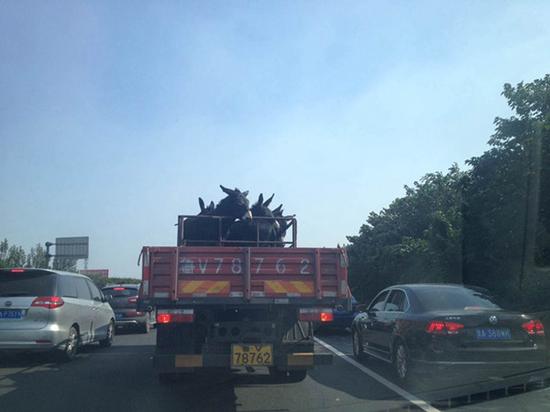 前面一辆拉驴的货车,成了小朋友旅途唯一的乐趣。 温先生供图