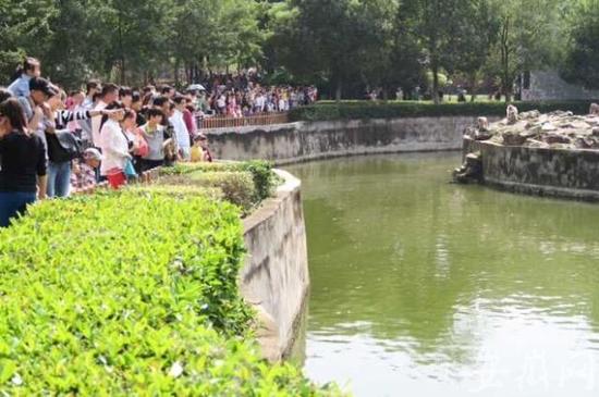 肥野生动物园游客爆满 园外车辆排起长龙(图)