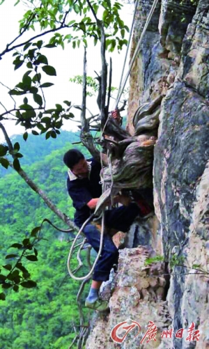 砍伐崖柏。