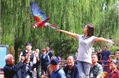 鸟类表演中，鹦鹉飞到游客身上。(本报记者 吕传泉 摄)