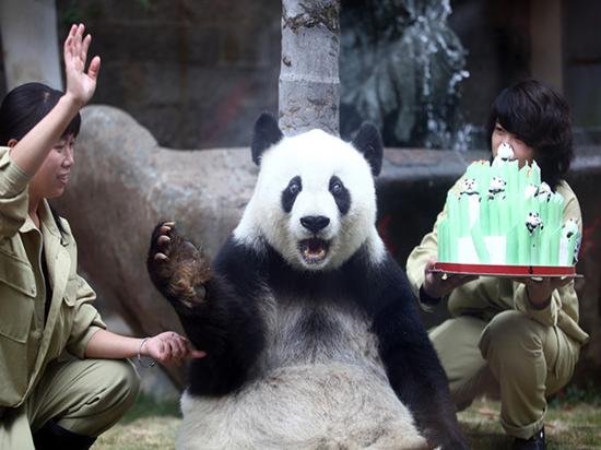 2010年11月13日，大熊猫“巴斯”在福州举办的生日庆祝活动上向游客挥手致意。