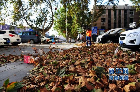 10月1日，在鄭州市金水區(qū)，道路邊堆滿被風(fēng)吹落的梧桐葉。