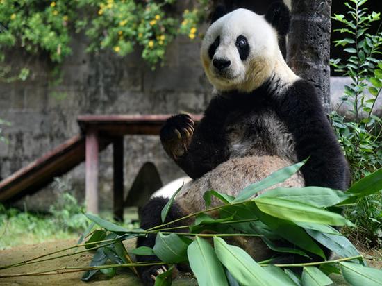 世界最长寿大熊猫“巴斯”