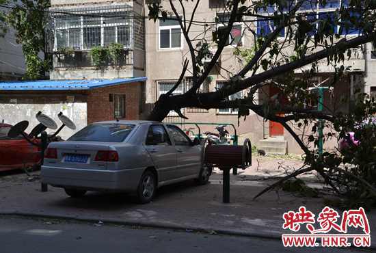 大树被刮倒，轿车“躺着中枪”