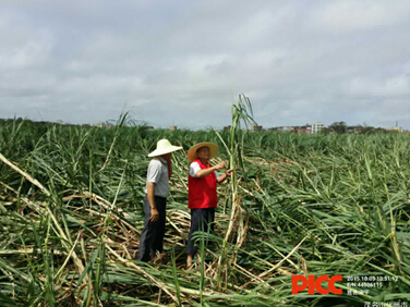 险广东公司全力开展台风彩虹和龙卷风抗灾理赔