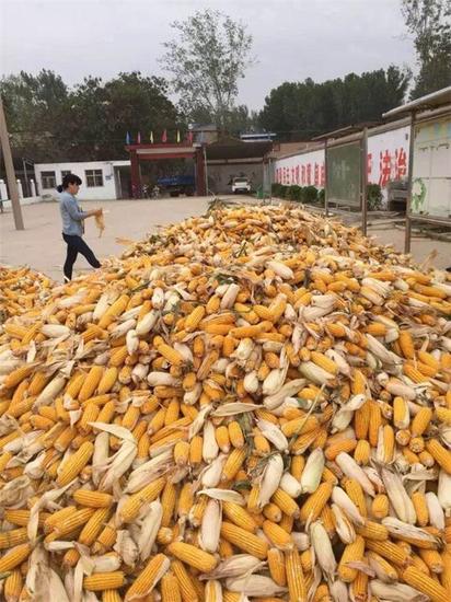封丘玉米豐收圖
