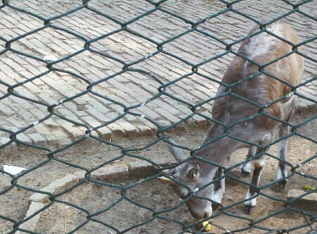 在濟南動物園,巖羊啃食游客扔進來的蘋果。