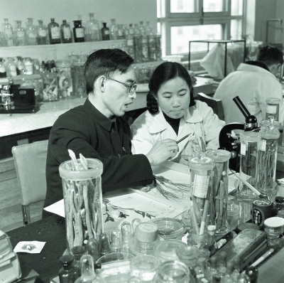 这是20世纪50年代，在中医研究院中药研究所任研究实习员的屠呦呦（前右）与老师楼之岑副教授一起研究中药。新华社发