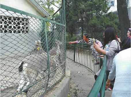 在济南动物园，游客私自投喂现象时有发生。记者 王亚妹摄