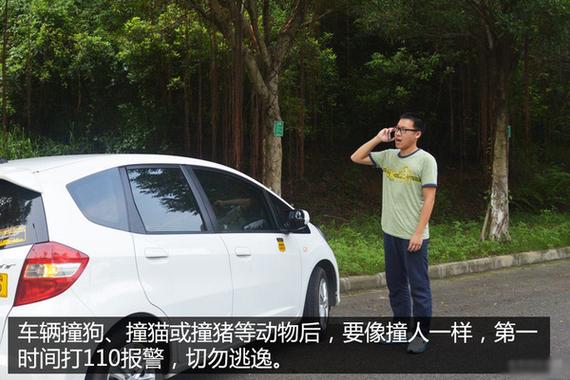 车险解读 车辆撞死狗可否找保险赔偿_长沙汽车网