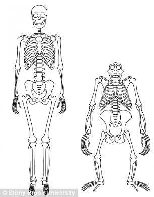 左图显示了人类(左)和黑猩猩(右)的骨架。此前，人们一直以为黑猩猩的肋骨、盆骨和背部是僵直的，但最新研究显示，这些部位像人类一样，也会在走路时移动位置。