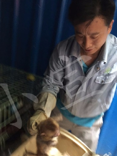 澳门路发现国家二级保护动物猕猴 疑逃脱后求