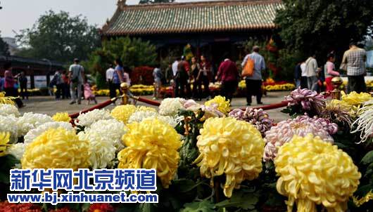 10月6日,游人在北京北海公园观赏菊花。