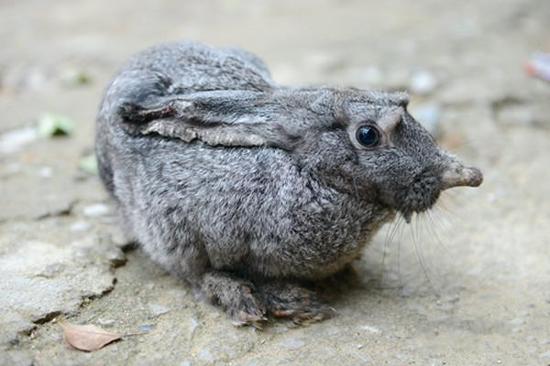 潜山森林公园惊现小怪物 似兔似鼠难辨认