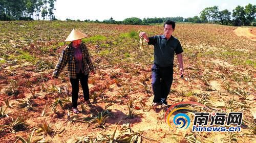 菠萝苗被毁的现场。南国都市报记者党朝锋摄