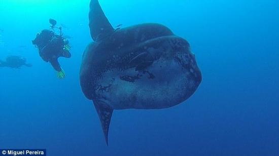 翻车鱼怎么长那么大的 Q5KO-fxirmpy1452060.jpg