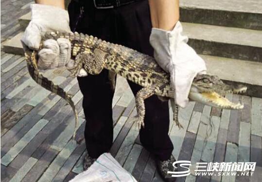 被抓获的小鳄鱼。 记者邓明明 通讯员赵静 摄