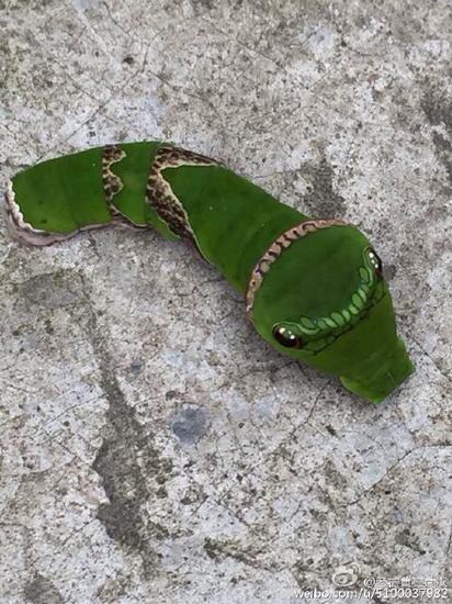 这只绿色的虫子，看起来有点萌。图/@老古董在武汉