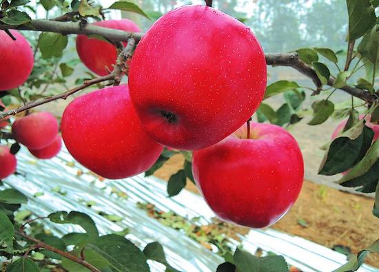杨凌科学家成功培育两个苹果新品种