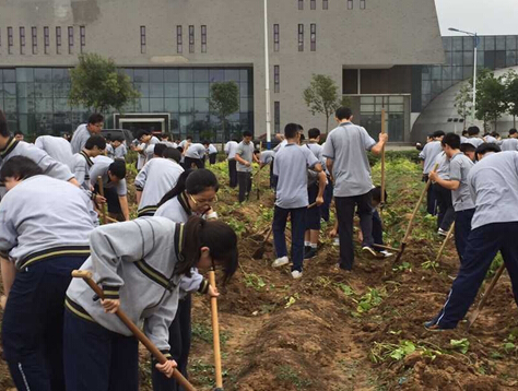 同学们开始铲地瓜