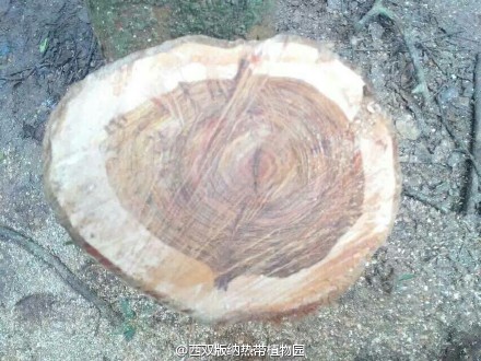 云南西双版纳植物园40多年降香黄檀被盗(图)|植