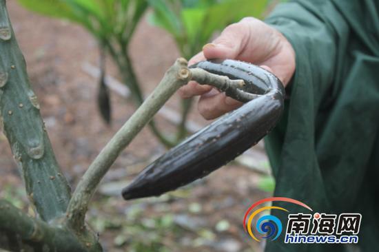 鸡蛋花结出的类似羊角的果实。