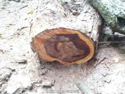云南西双版纳植物园40多年降香黄檀被盗(图)|植