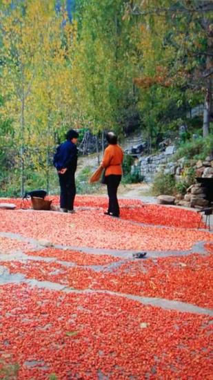 漫山遍野的野酸棗，成片成片的山楂林，還有紅透的柿子掛滿枝頭。