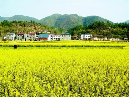 图为：油菜花开香万里——保康县格栏坪村