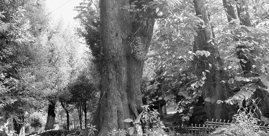 杭黄高铁为保护罕见古桑林改变方案 造价高10