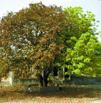 图为青山岛的“叶换边”奇树。