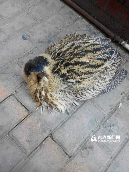 青島發(fā)現(xiàn)大麻鳽(音:jiān)