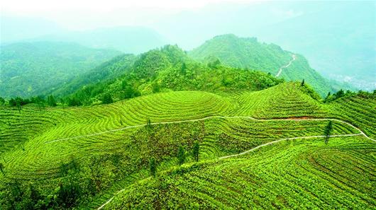 图为：有机茶园基地——利川市主坝村