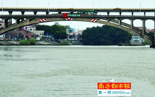 昨日,佛山东平河南海平洲五斗桥段水域出现一头白海豚。