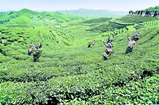 图为：采茶姑娘笑开颜——谷城县堰河村