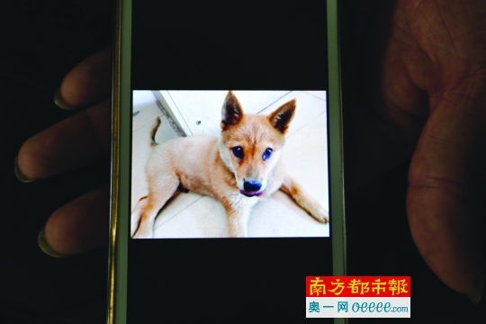 为了爱犬刘女士不惜性命。 南都记者黎湛均 摄