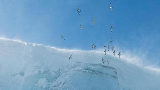 岬海燕在下降风中穿梭。