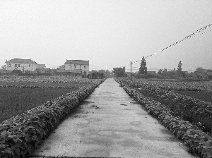 斷頭路兩側大部分是農田，住宅較少